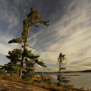 Paul Madden Georgian Bay Pine